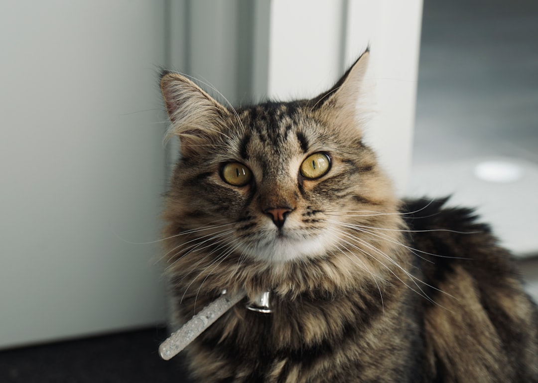 Çipli kedi nasıl bulunur: çip okuyucu cihaz | Ben Evcilim