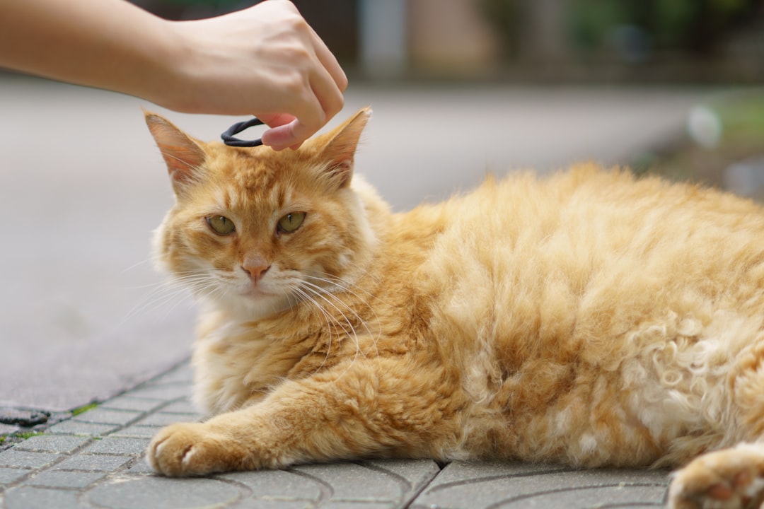 Çipli kedi nasıl bulunur: veterinerde çip okutma | Ben Evcilim
