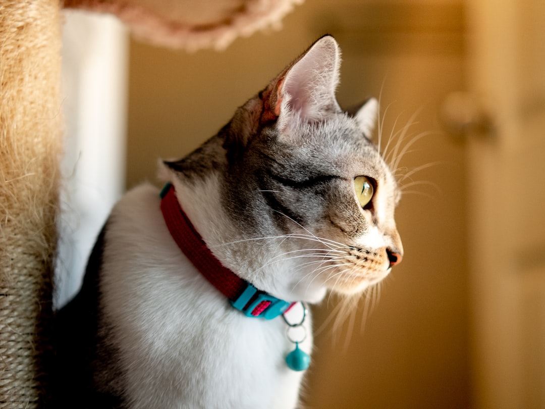 Kedi tasması takarken iki parmak ölçüsü kontrolü | Ben Evcilim