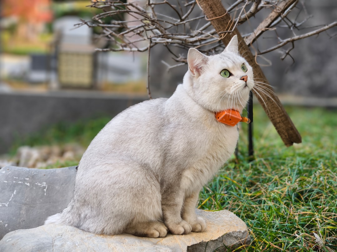 Kedi tasması takan tekir kedi yakın çekim | Ben Evcilim
