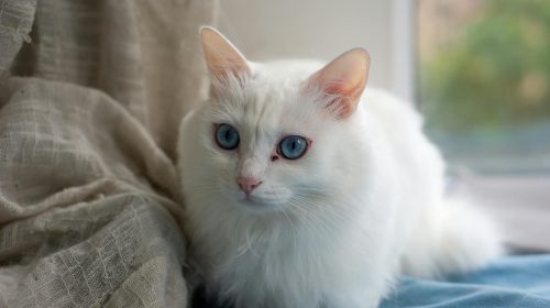Ankara Kedisi kedi gövde duruşu