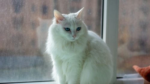 Ankara Kedisi kedi yüz detayı