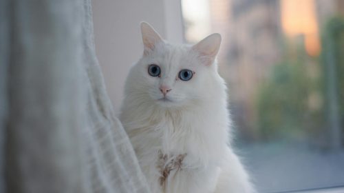 Ankara Kedisi kedi yavrusu