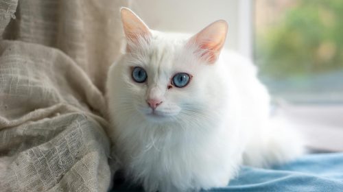 Ankara Kedisi kedi yan profil