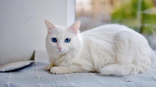 Ankara Kedisi kedi doğal ortamda