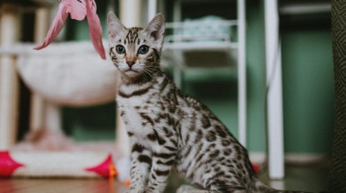 Bengal Kedisi kedi gövde duruşu