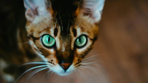 Bengal Kedisi kedi yüz detayı