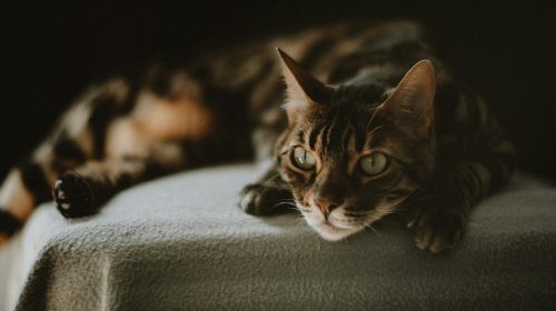 Bengal Kedisi kedi yavrusu