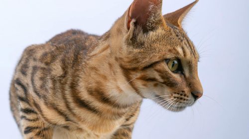 Bengal Kedisi kedi yan profil