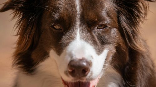 Border Collie köpek gövde duruşu