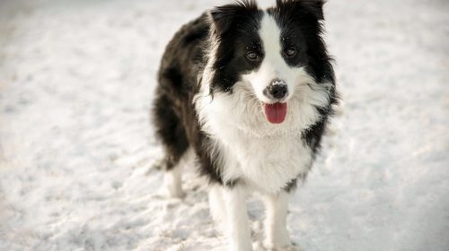 Border Collie köpek yüz detayı