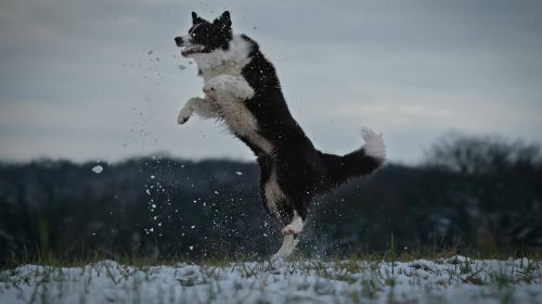 Border Collie köpek yavrusu