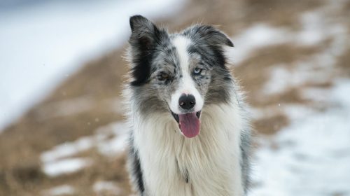 Border Collie köpek yan profil