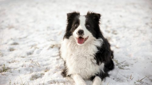 Border Collie köpek doğal ortamda