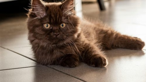 British Longhair kedi gövde duruşu