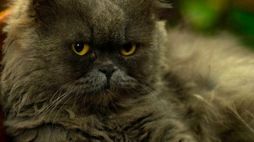 British Longhair kedi yüz detayı
