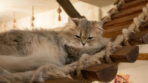 British Longhair kedi yavrusu