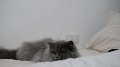 British Longhair kedi doğal ortamda