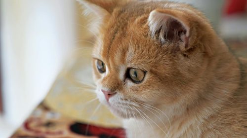 British Shorthair kedi gövde duruşu