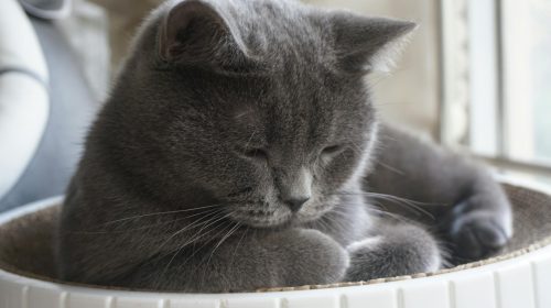British Shorthair kedi yüz detayı
