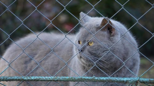 British Shorthair kedi yavrusu