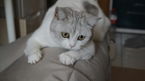 British Shorthair kedi yan profil