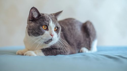 British Shorthair kedi doğal ortamda