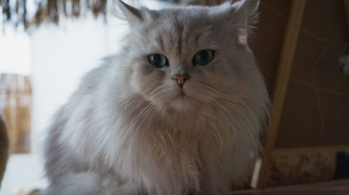 Chinchilla Kedisi kedi gövde duruşu