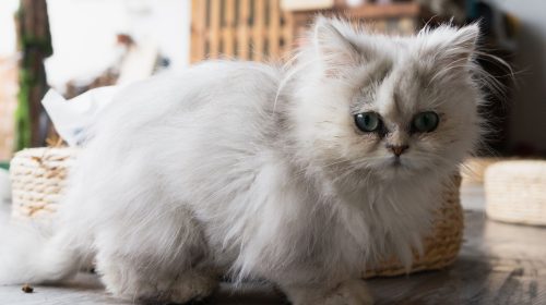 Chinchilla Kedisi kedi yüz detayı