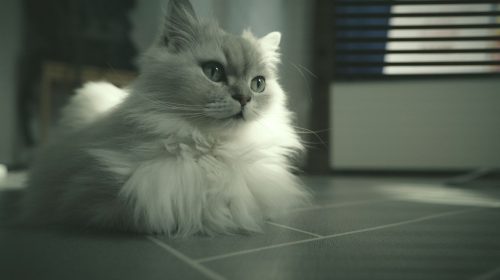 Chinchilla Kedisi kedi yavrusu