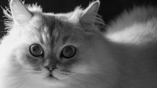 Chinchilla Kedisi kedi yan profil