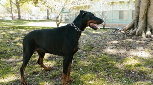 Doberman köpek gövde duruşu