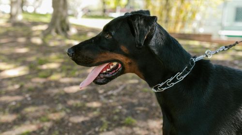 Doberman köpek yüz detayı