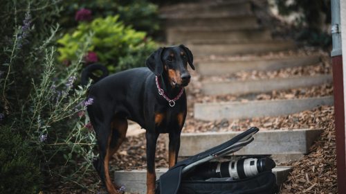 Doberman köpek yavrusu