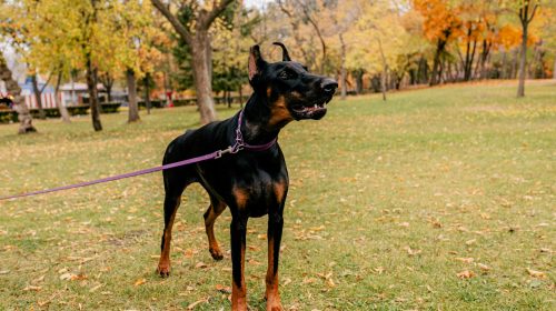 Doberman köpek yan profil