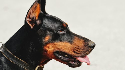 Doberman köpek doğal ortamda