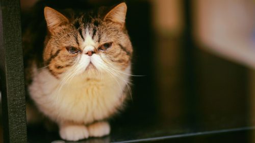 Egzotik Shorthair kedi yüz detayı