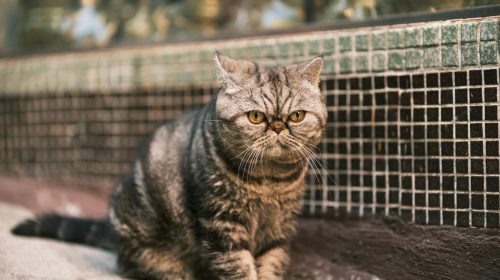 Egzotik Shorthair kedi yavrusu
