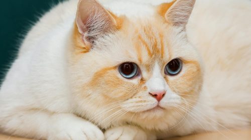 Egzotik Shorthair kedi yan profil