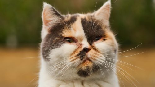 Egzotik Shorthair kedi doğal ortamda