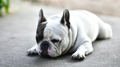 Fransız Bulldog köpek gövde duruşu