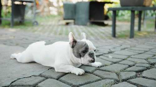 Fransız Bulldog köpek yüz detayı