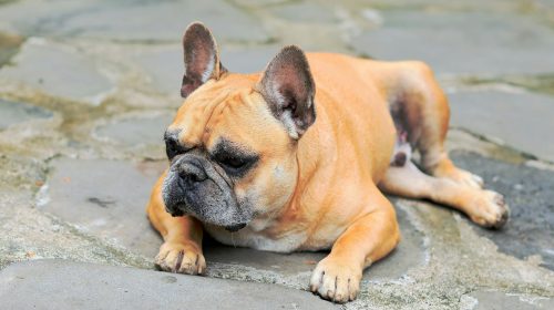 Fransız Bulldog köpek yavrusu