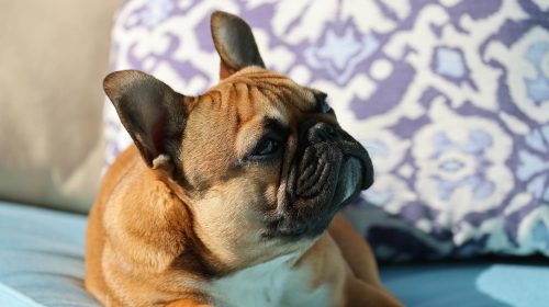 Fransız Bulldog köpek yan profil
