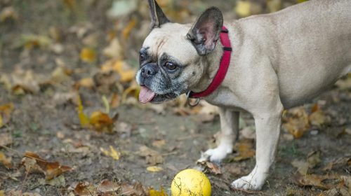Fransız Bulldog köpek doğal ortamda