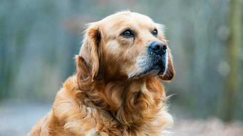 Golden Retriever köpek gövde duruşu