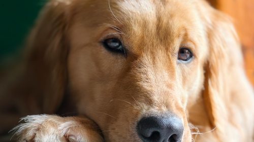 Golden Retriever köpek yüz detayı