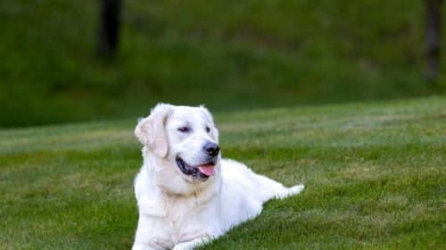 Golden Retriever köpek yavrusu