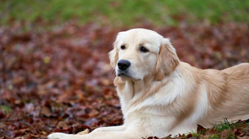 Golden Retriever köpek yan profil