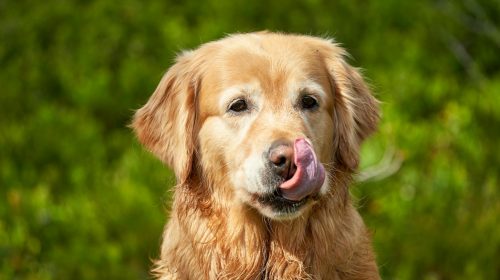 Golden Retriever köpek doğal ortamda